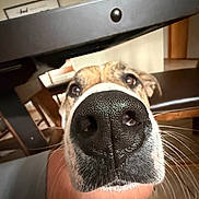 Ronin joined the competition — help win amazing prizes! dog, nose, close_up, indoor, table, chair, whiskers, snout, pet, animal, brown, black_nose, curious, face, fur, household, floor, furniture, looking_up, canine