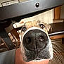 dog, nose, close_up, indoor, table, chair, whiskers, snout, pet, animal, brown, black_nose, curious, face, fur, household, floor, furniture, looking_up, canine