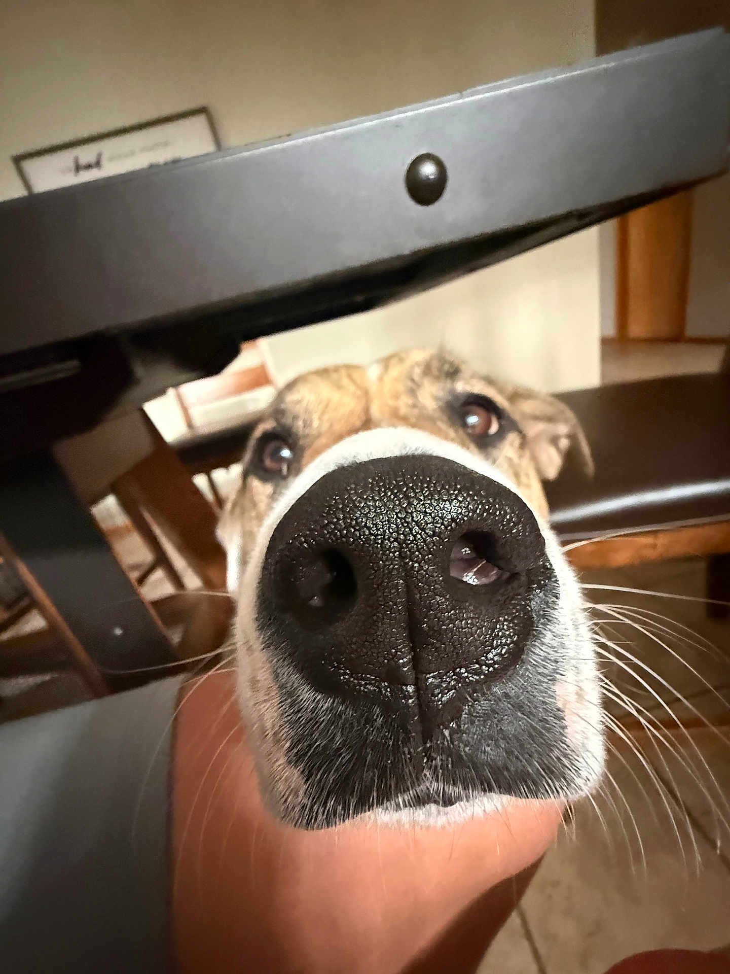 Ronin joined the competition — help win amazing prizes! dog, nose, close_up, indoor, table, chair, whiskers, snout, pet, animal, brown, black_nose, curious, face, fur, household, floor, furniture, looking_up, canine