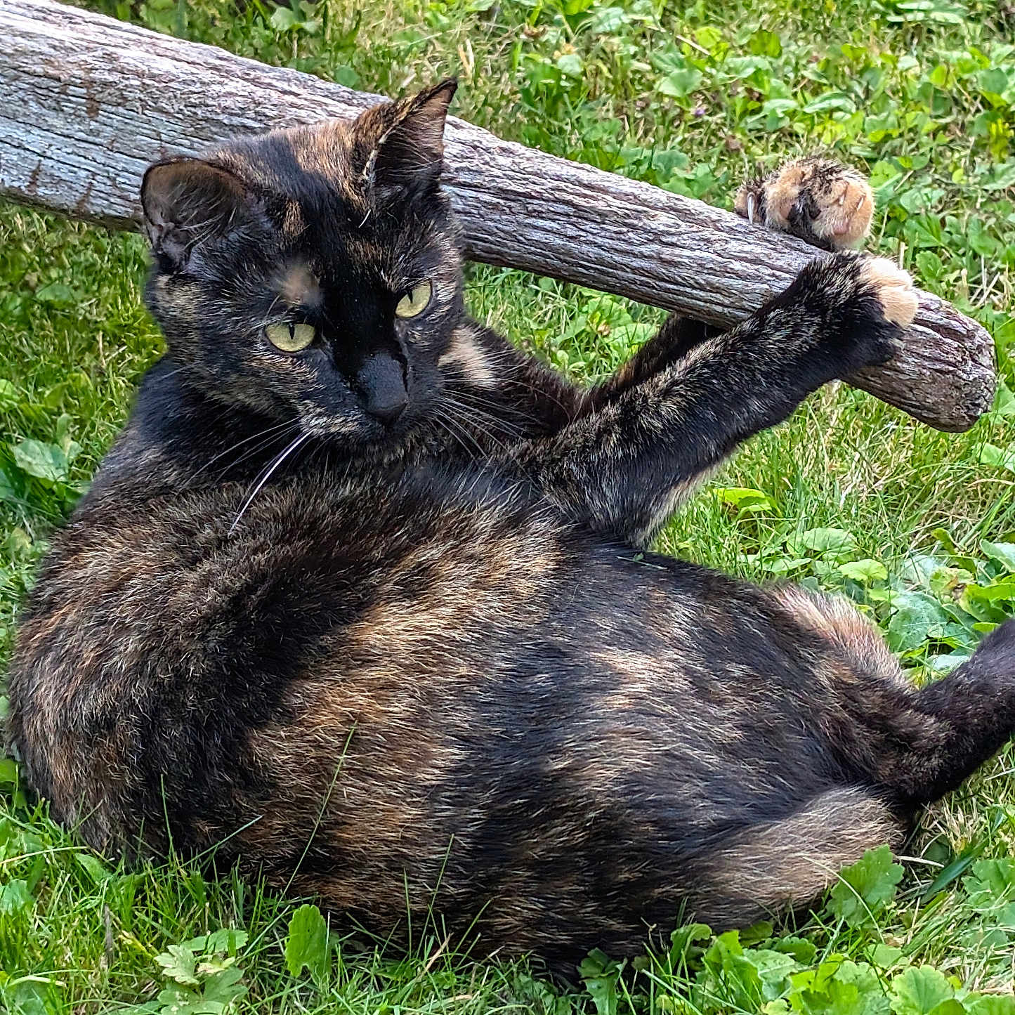 Lily a rejoint le concours — aidez-le/la à gagner de superbes lots ! animal, backyard, brasssection, cat, grass, herbal, herbs, horn, kitten, manx, musicalinstrument, nature, outdoors, pet, plant, soil, tree, vegetation, wood, yard