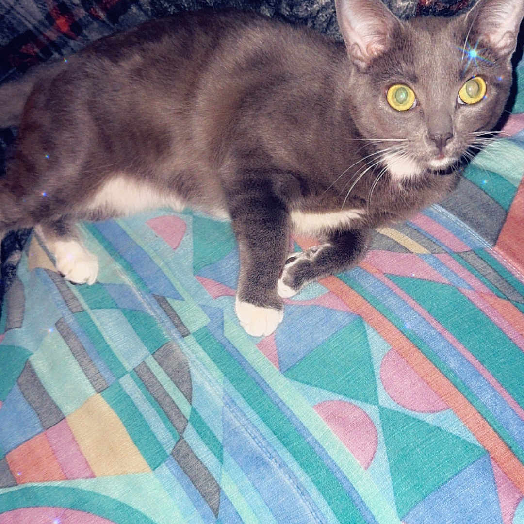 Shadow