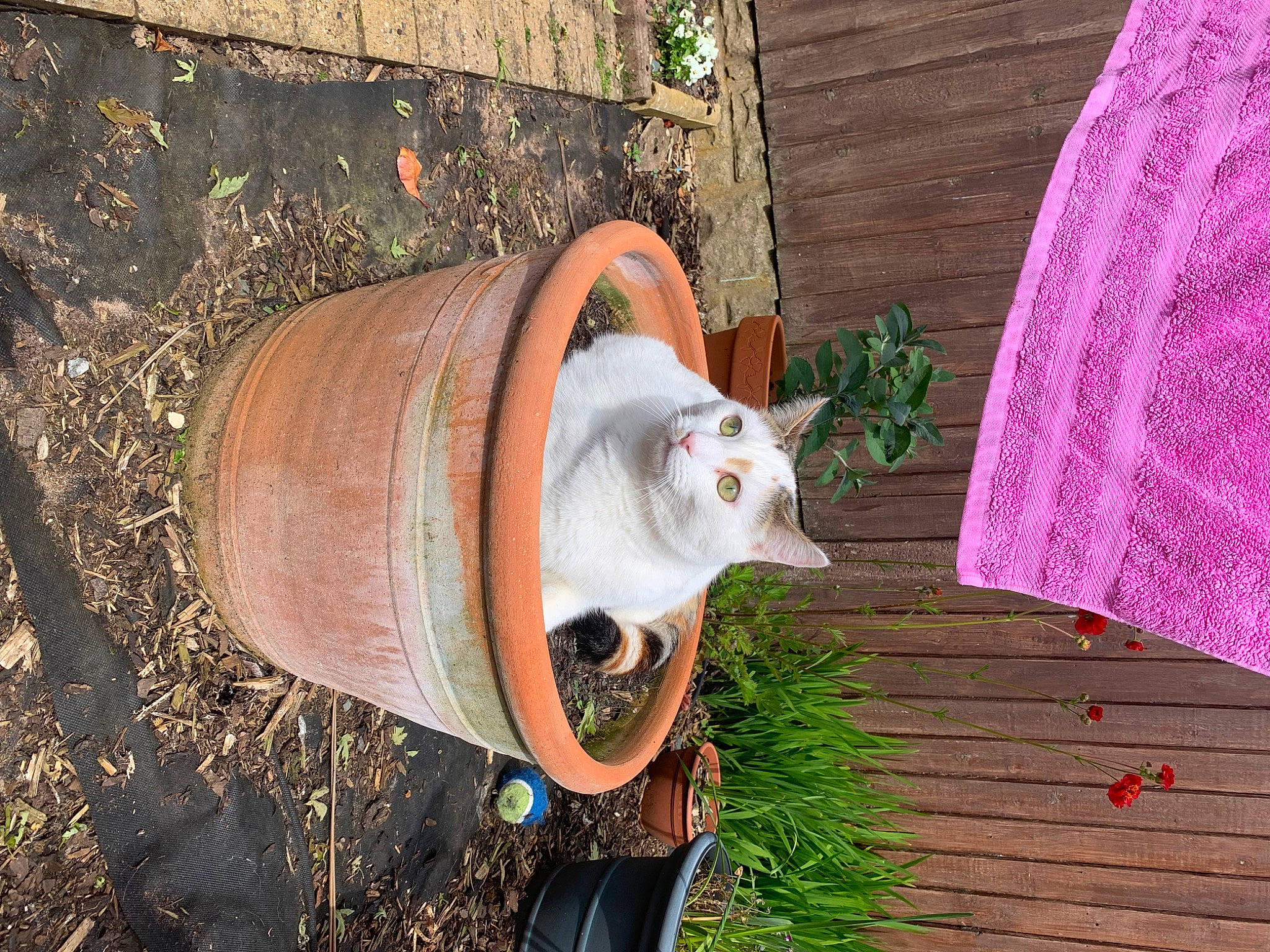 Daisy is registered to the contest to win money with this photo: brick, carnivore, cat, event, fawn, felidae, fur, grass, metal, musical_instrument, plant, small_to_medium_sized_cats, snout, tail, tradition, whiskers, wildlife, wood, working_animal, yard