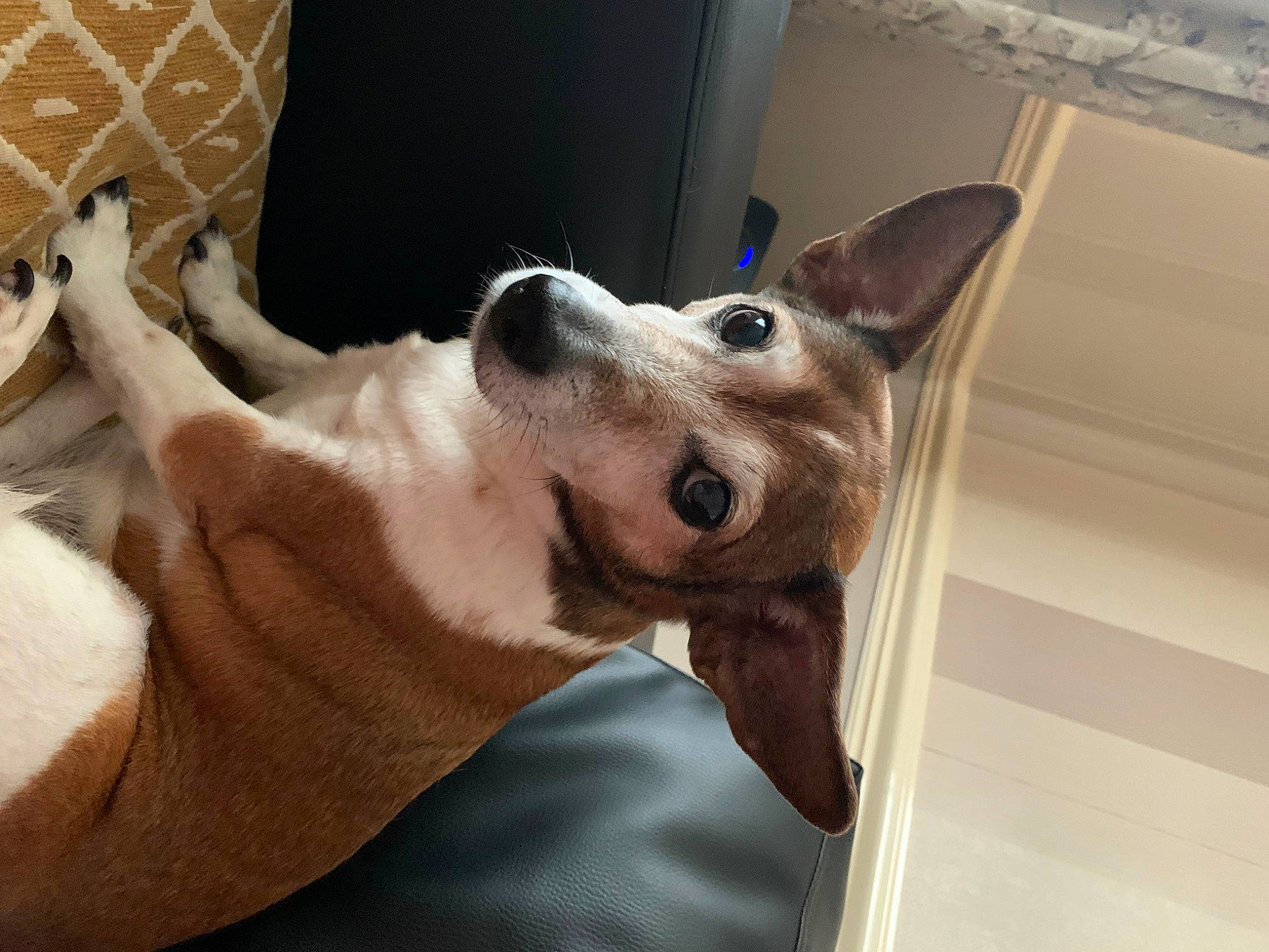 Millie joined the competition — help win amazing prizes! canidae, carnivore, collar, comfort, companion_dog, dog, dog_breed, dog_collar, dog_supply, ear, fawn, fur, gesture, guard_dog, paw, sporting_group, tail, whiskers, working_animal, working_dog