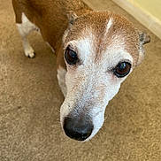 Millie is registered to the contest to win money with this photo: dog, pet, brown_and_white, carpet, indoor, close_up, curious, canine, snout, ears, fur, animal, companion, domestic, looking_up, floor, house, muzzle, whiskers, portrait
