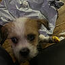 Weezy is registered to the contest to win money with this photo: animal, bandage, bandaged_paws, blurry, brown, closeup, curious, dog, domestic, floor, indoor, indoor_lighting, package, pet, plastic_package, puppy, small_dog, standing, white, wooden_floor