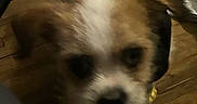 Weezy is registered to the contest to win money with this photo: animal, blurry, brown, canine, close_up, clothing, cute, dog, domestic, face, fur, hoodie, indoor, pet, portrait, puppy, small, white, wooden_floor, young