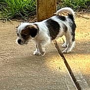 Weezy joined the competition — help win amazing prizes! puppy, dog, outdoor, grass, concrete, sunlight, small, black_and_white, animal, pet, walking, young, curious, nature, daylight, side_view, canine, fur, tail, exploring