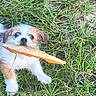Weezy is registered to the contest to win money with this photo: adorable, animal, brown_and_white, curious, cute, dog, eyes, fur, grass, grass_field, head, mouth, mushroom, nature, outdoor, pet, playful, puppy, small_dog, young_dog