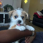 Weezy is registered to the contest to win money with this photo: adorable, arm, couch, cozy, cute, decor, dog, fur, hand, indoor, living_room, person, pet, plant, playful, puppy, television, tongue, watch, wooden_floor