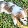 Weezy joined the competition — help win amazing prizes! animal, brown_fur, chewing, closeup, cute, daylight, dog, fruit_rind, fur, grass, greenery, lying_down, nature, outdoor, pet, playful, puppy, snout, white_fur, young_dog