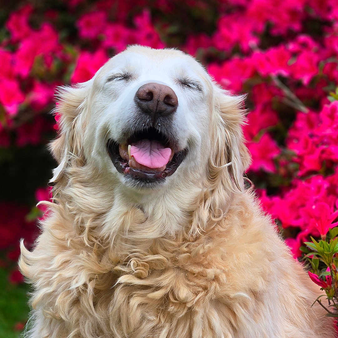 Bella joined the competition — help win amazing prizes! animal, canine, closeup, cute, dog, flower, fluffy, fur, garden, golden_retriever, grass, happy, nature, outdoor, pet, pink_flower, portrait, smiling, spring, sunlight