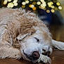 Bella is registered to the contest to win money with this photo: animal, blurry_background, bokeh, calm, canine, close_up, cozy, cute, dog, domestic_animal, floor, fur, golden_retriever, indoor, lights, mammal, pet, relaxed, resting, sleeping