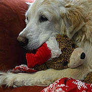 Bella joined the competition — help win amazing prizes! animal, blanket, christmas, close_up, comfort, couch, cozy, dog, fur, holiday_theme, indoor, pet, plush_toy, red_hat, relaxation, resting, soft_toy, teddy_bear, warm_colors, white_dog