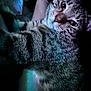 cat, tabby, pet, animal, feline, close_up, fur, whiskers, relaxed, indoor, cute, face, lying_down, striped, domestic_animal, portrait, mammal, soft_light, colorful_light, cozy