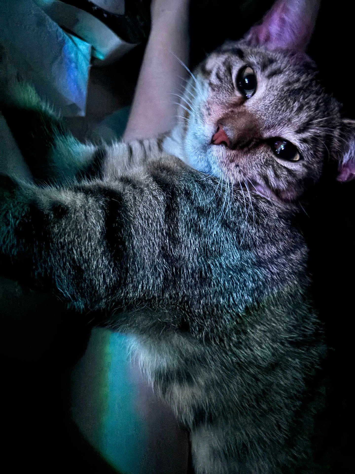 Sweetie