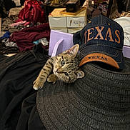 Sweetie joined the competition — help win amazing prizes! kitten, cat, hat, denim_cap, texas, clothing, indoor, curious, tabby, pet, animal, feline, resting, fabric, background, messy_room, domestic, young_cat, cute, playful