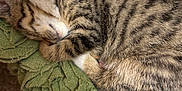 Sweetie is registered to the contest to win money with this photo: kitten, tabby, sleeping, cat, pet, feline, curled_up, blanket, green, indoor, resting, fur, cute, cozy, small, animal, domestic, soft, nap, iphone