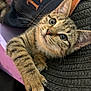 Sweetie is registered to the contest to win money with this photo: kitten, cat, tabby, paw, hat, denim, cap, fur, whiskers, closeup, pet, cute, animal, indoor, curious, resting, texture, soft, small, playful