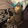 Sweetie joined the competition — help win amazing prizes! kitten, sleeping, tabby, cat, fur, pillow, blanket, patterned, cozy, resting, indoor, cute, pet, animal, soft, comfort, nap, curled_up, striped, feline