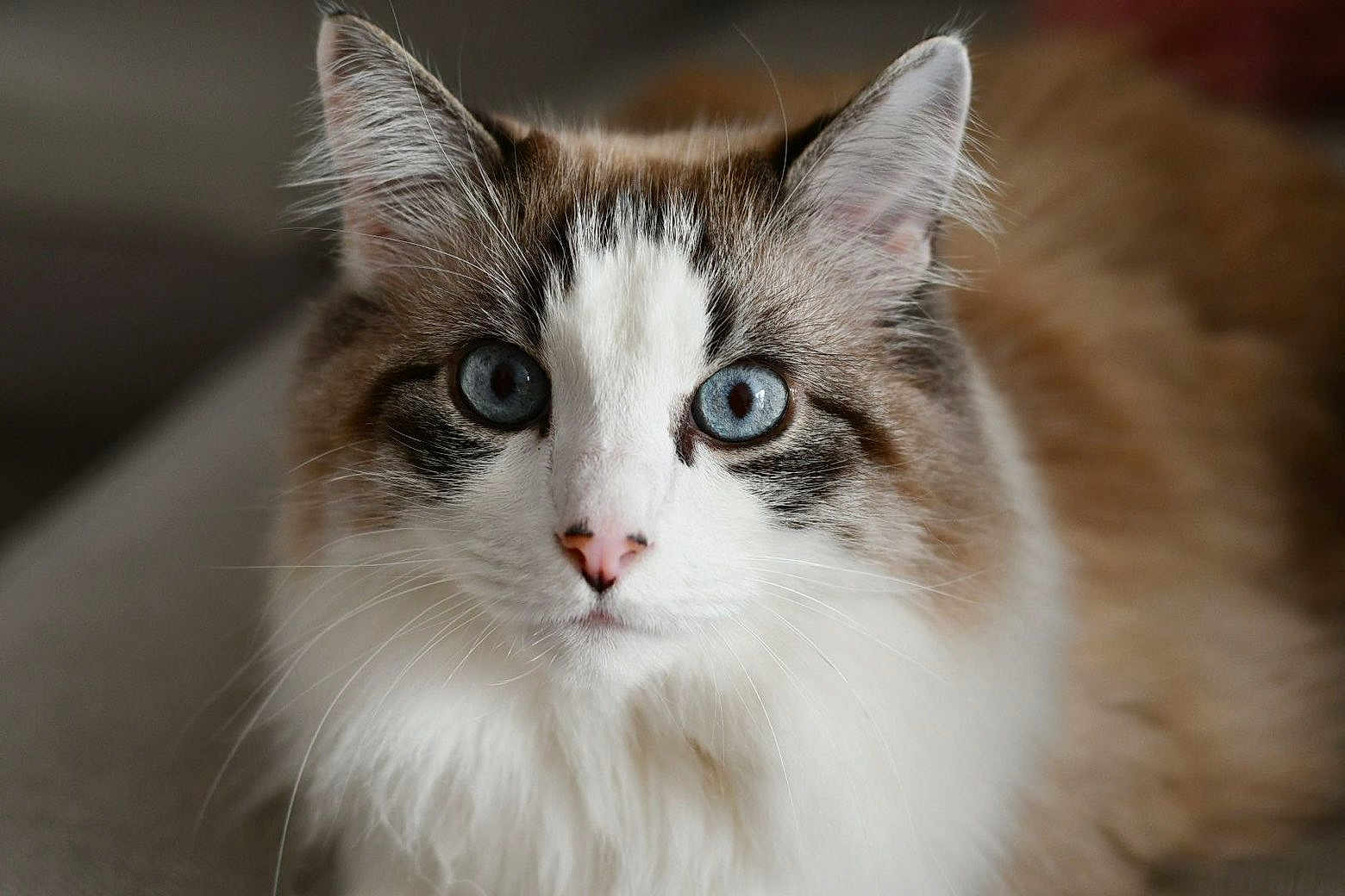 Idaho a rejoint le concours — aidez-le/la à gagner de superbes lots ! animal, blue_eyes, brown_fur, cat, close_up, curious, cute, domestic_cat, ears, face, feline, fluffy, indoor, looking, nose, pet, portrait, soft_fur, whiskers, white_fur