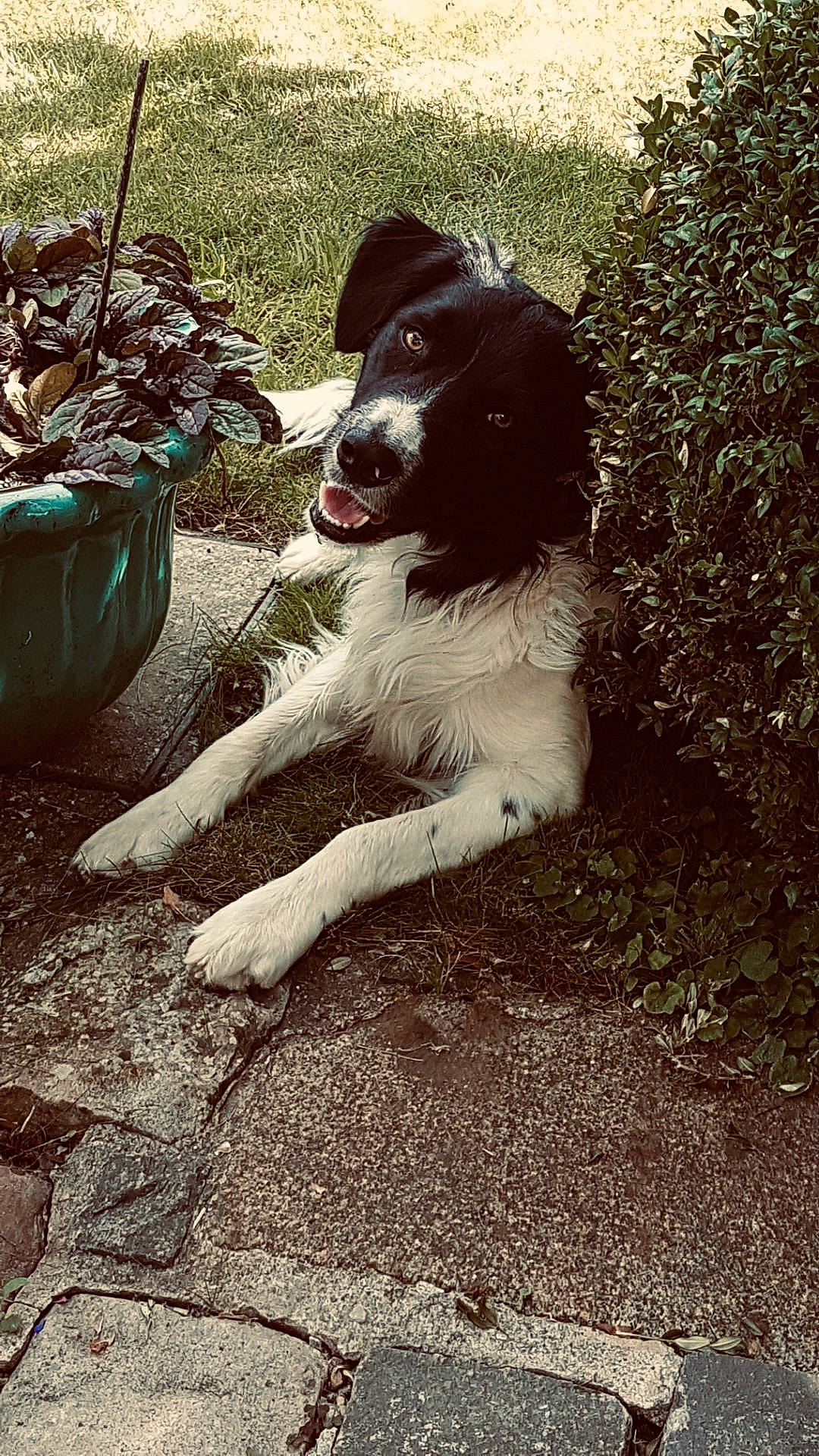 Mistral participe au concours pour gagner de l'argent avec cette photo : border_collie, canidae, carnivore, companion_dog, dog, dog_breed, drentse_patrijshond, english_springer_spaniel, mammal, rare_breed_dog, spaniel, sporting_group, stabyhoun, welsh_springer_spaniel