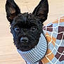 adorable, animal, argyle_pattern, black_dog, closeup, companion, cozy, cute, dog, ears, face, floor, fur, indoors, knitwear, looking, pet, portrait, small_dog, sweater