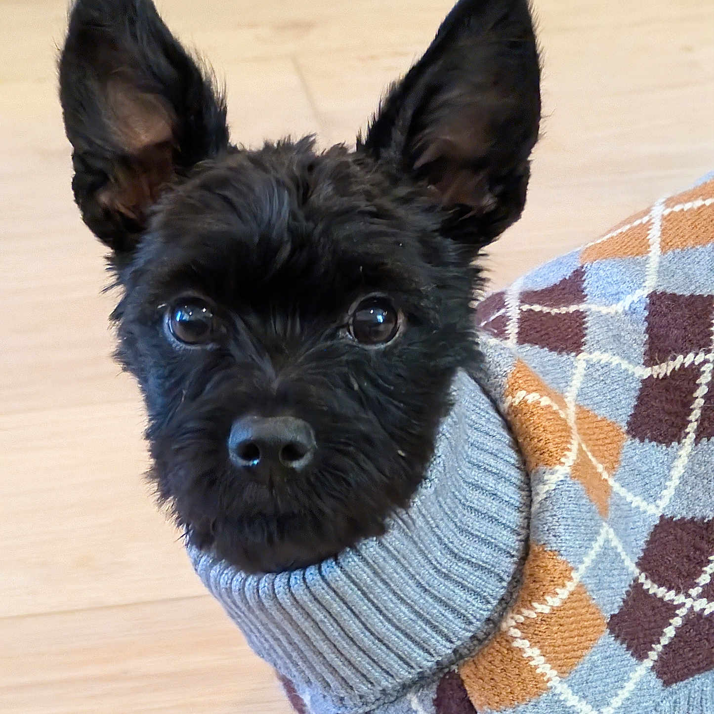 Leela is registered to the contest to win money with this photo: adorable, animal, argyle_pattern, black_dog, closeup, companion, cozy, cute, dog, ears, face, floor, fur, indoors, knitwear, looking, pet, portrait, small_dog, sweater