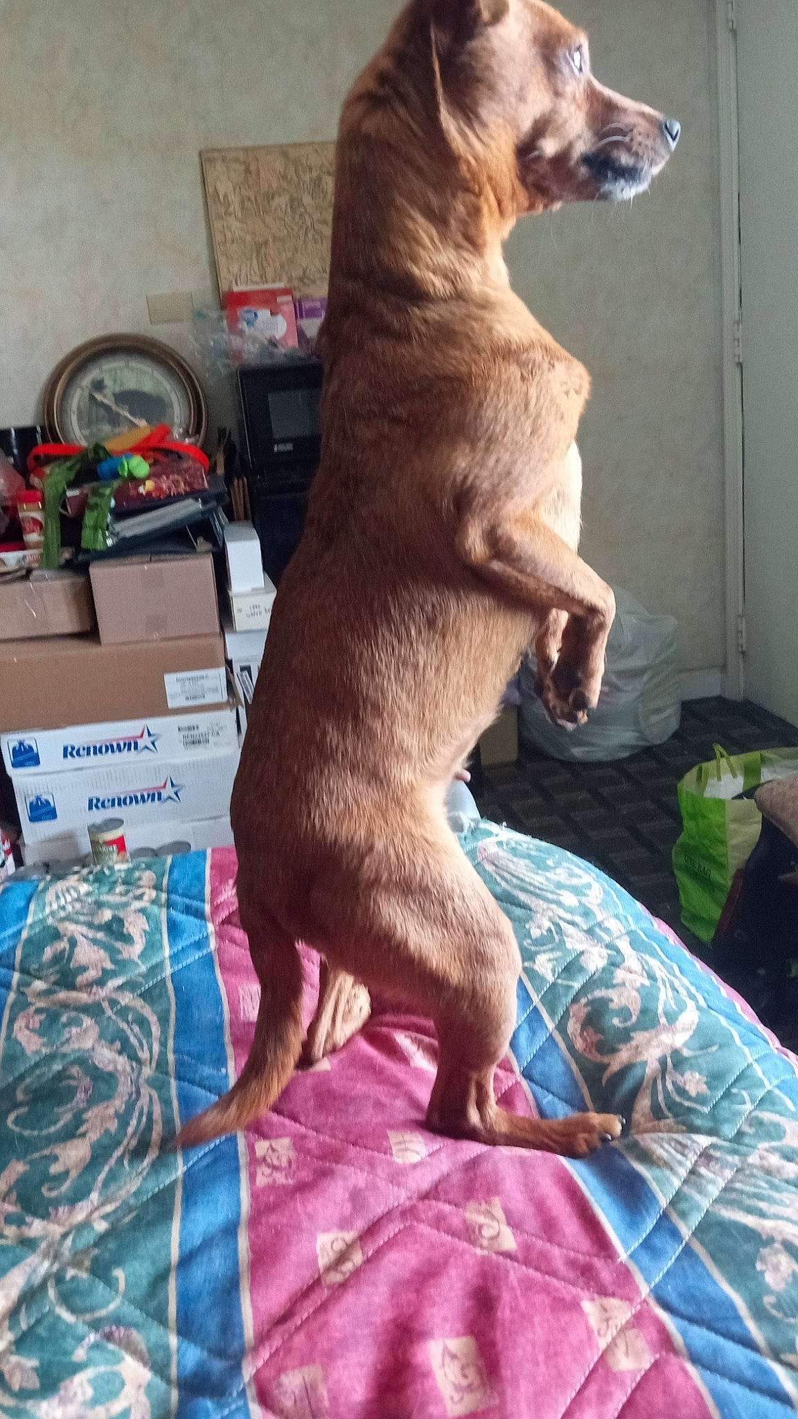 Zoey is registered to the contest to win money with this photo: canidae, carnivore, comfort, companion_dog, dog, dog_breed, fawn, felidae, fur, guard_dog, linens, liver, magenta, paw, small_to_medium_sized_cats, snout, sporting_group, tail, terrestrial_animal, whiskers