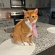 Frank is registered to the contest to win money with this photo: cat, orange_tabby, tie, collar, kitchen, countertop, granite, appliances, microwave, oven, cabinet, sink, placemat, pet, animal, indoor, cute, feline, portrait, sitting