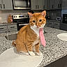 animal, appliances, cabinet, cat, collar, countertop, cute, feline, granite, indoor, kitchen, microwave, orange_tabby, oven, pet, placemat, portrait, sink, sitting, tie