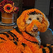 Kira joined the competition — help win amazing prizes! dog, canine, curly_fur, orange_fur, tiger_costume, striped_blanket, portrait, sitting, indoors, rustic, kitchen, wooden_wall, couch, sunflowers, flower_vase, furniture, home_decor, pet, looking_at_camera, cozy