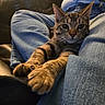 Taz is registered to the contest to win money with this photo: cat, tabby, pet, animal, indoor, jeans, person, lap, relaxing, feline, cute, cozy, stretching, eyes, whiskers, fur, comfort, home, leisure, couch
