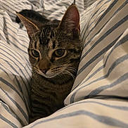 Taz joined the competition — help win amazing prizes! cat, tabby_cat, pet, animal, bed, blanket, striped, fur, whiskers, ears, cute, indoor, cozy, resting, feline, closeup, comfort, soft, sleepy, domestic_animal