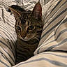 cat, tabby_cat, pet, animal, bed, blanket, striped, fur, whiskers, ears, cute, indoor, cozy, resting, feline, closeup, comfort, soft, sleepy, domestic_animal