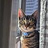 Taz joined the competition — help win amazing prizes! cat, tabby, collar, curtain, window, indoor, pet, feline, yellow_eyes, striped, domestic_animal, closeup, blurred_background, sunlight, looking, curious, whiskers, ears, face, animal