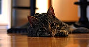 Taz is registered to the contest to win money with this photo: animal, blurred_background, cat, close_up, cute, domestic, ears, eyes, feline, floor, home, indoor, lying_down, pet, portrait, relaxed, resting, tabby, whiskers, wooden_floor