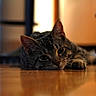 cat, tabby, animal, pet, indoor, floor, wooden_floor, relaxed, lying_down, close_up, feline, ears, whiskers, eyes, portrait, home, blurred_background, resting, domestic, cute