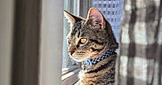 Taz joined the competition — help win amazing prizes! cat, tabby, pet, indoor, window, curtains, collar, feline, looking_out, sunlight, striped, whiskers, ears, close_up, side_view, domestic_animal, animal_portrait, soft_light, home, curious