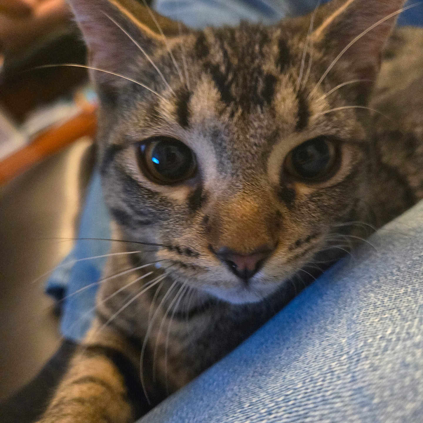 Taz