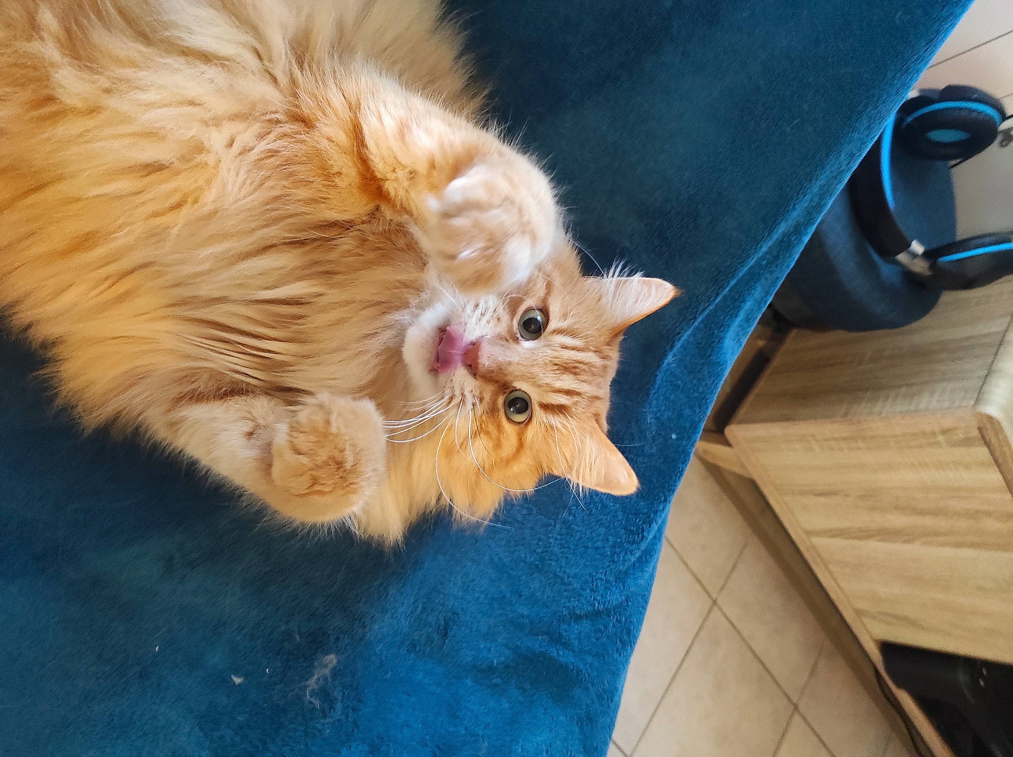 O'Maley participe au concours pour gagner de l'argent avec cette photo : carnivore, cat, claw, companion_dog, dog_breed, domestic_short_haired_cat, fawn, felidae, flooring, fur, hardwood, paw, small_to_medium_sized_cats, snout, sporting_group, tail, textile, whiskers, wood, wood_stain