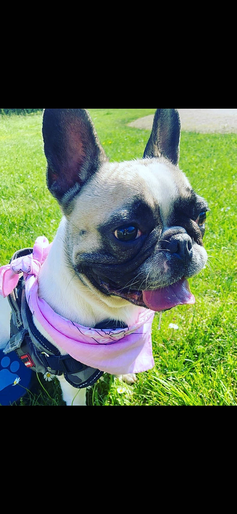 Holly a rejoint le concours — aidez-le/la à gagner de superbes lots ! canidae, carnivore, collar, companion_dog, dog, dog_breed, dog_collar, dog_supply, ear, eye, fawn, grass, leash, plant, snout, sporting_group, terrestrial_animal, toy_dog, whiskers, working_animal