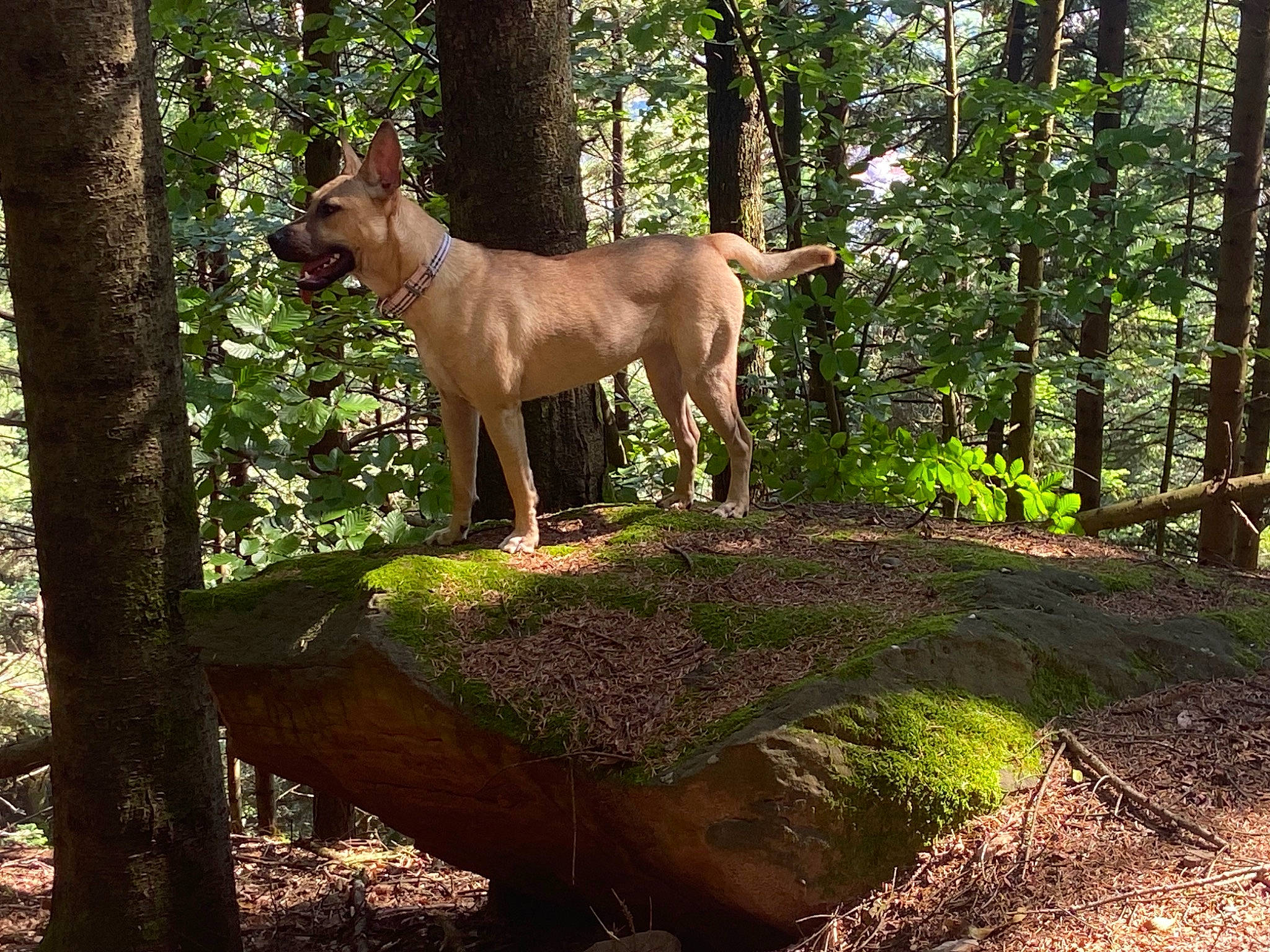 Yuki participe au concours pour gagner de l'argent avec cette photo : canidae, carnivore, dog, dog_breed, fawn, forest, grass, liver, plant, snout, sporting_group, tail, temperate_broadleaf_and_mixed_forest, terrestrial_animal, terrestrial_plant, tree, trunk, wood, woodland, working_animal