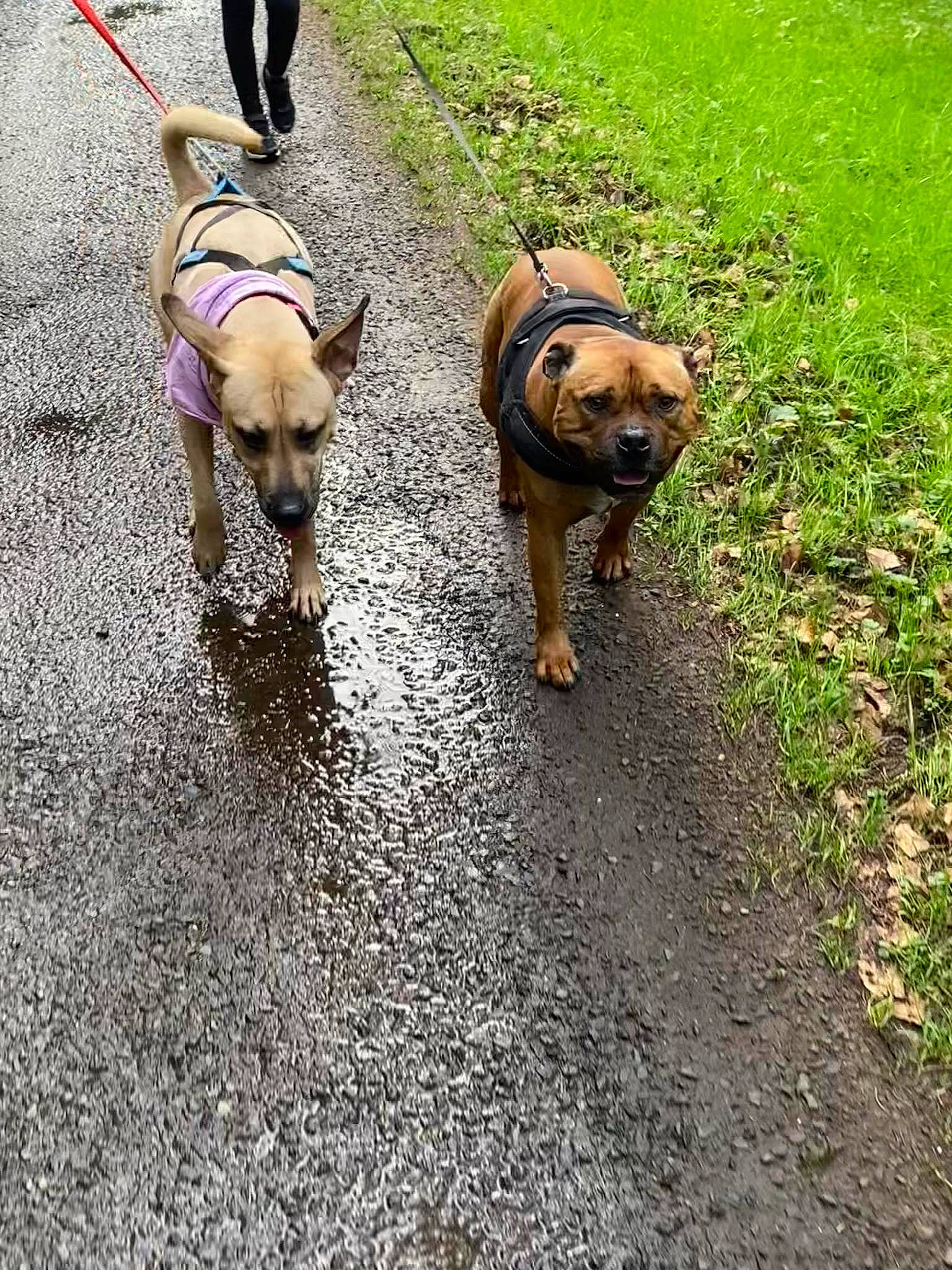 Yuki participe au concours pour gagner de l'argent avec cette photo : asphalt, carnivore, collar, companion_dog, dog, dog_breed, dog_collar, fawn, flooring, grass, leash, pet_supply, plant, road, road_surface, sidewalk, soil, walking, working_animal, working_dog