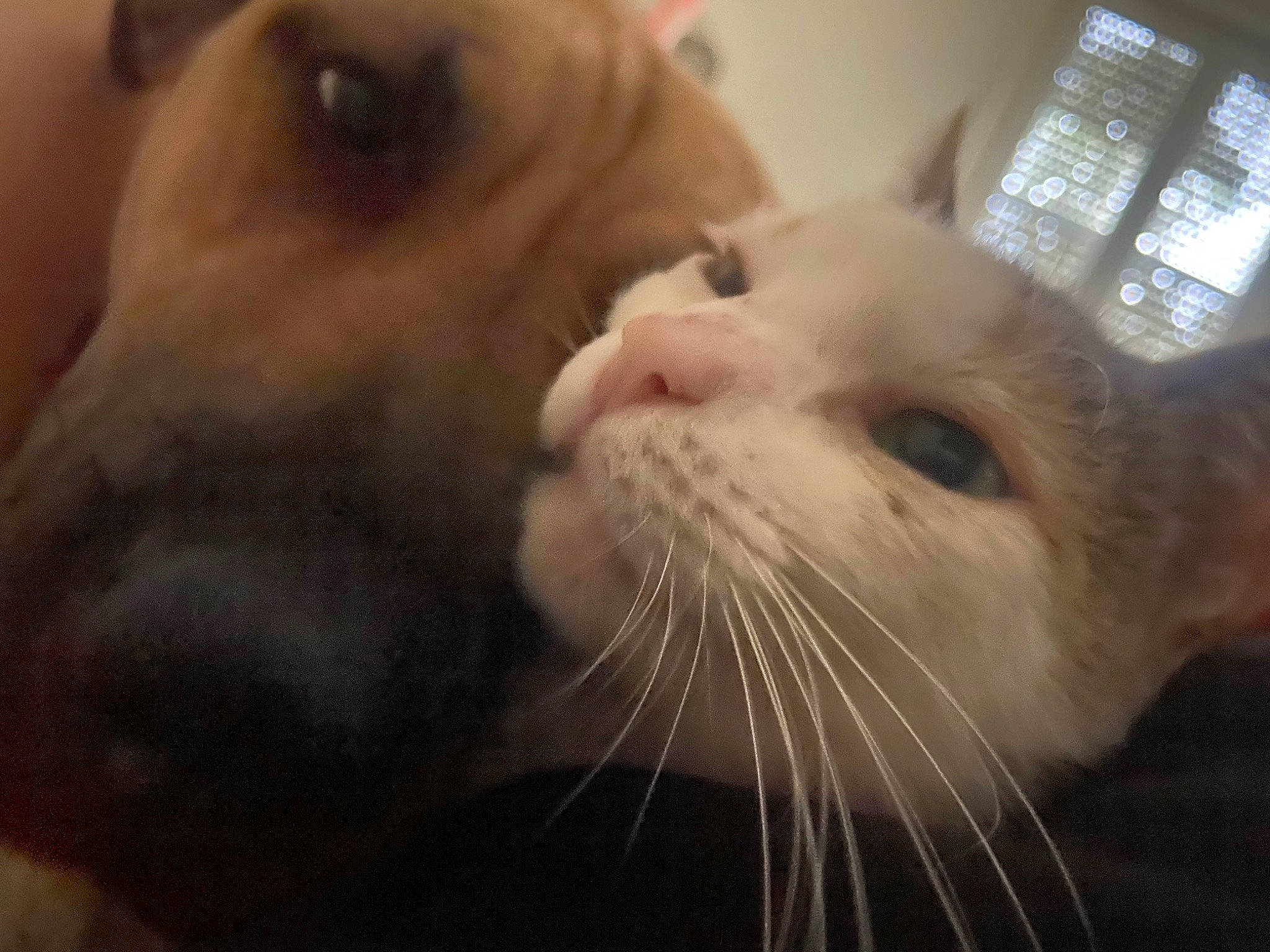 Yuki a rejoint le concours — aidez-le/la à gagner de superbes lots ! beard, carnivore, cat, close_up, domestic_short_haired_cat, ear, eyelash, fang, fawn, felidae, fur, iris, jaw, nose, paw, small_to_medium_sized_cats, snout, tail, whiskers, window