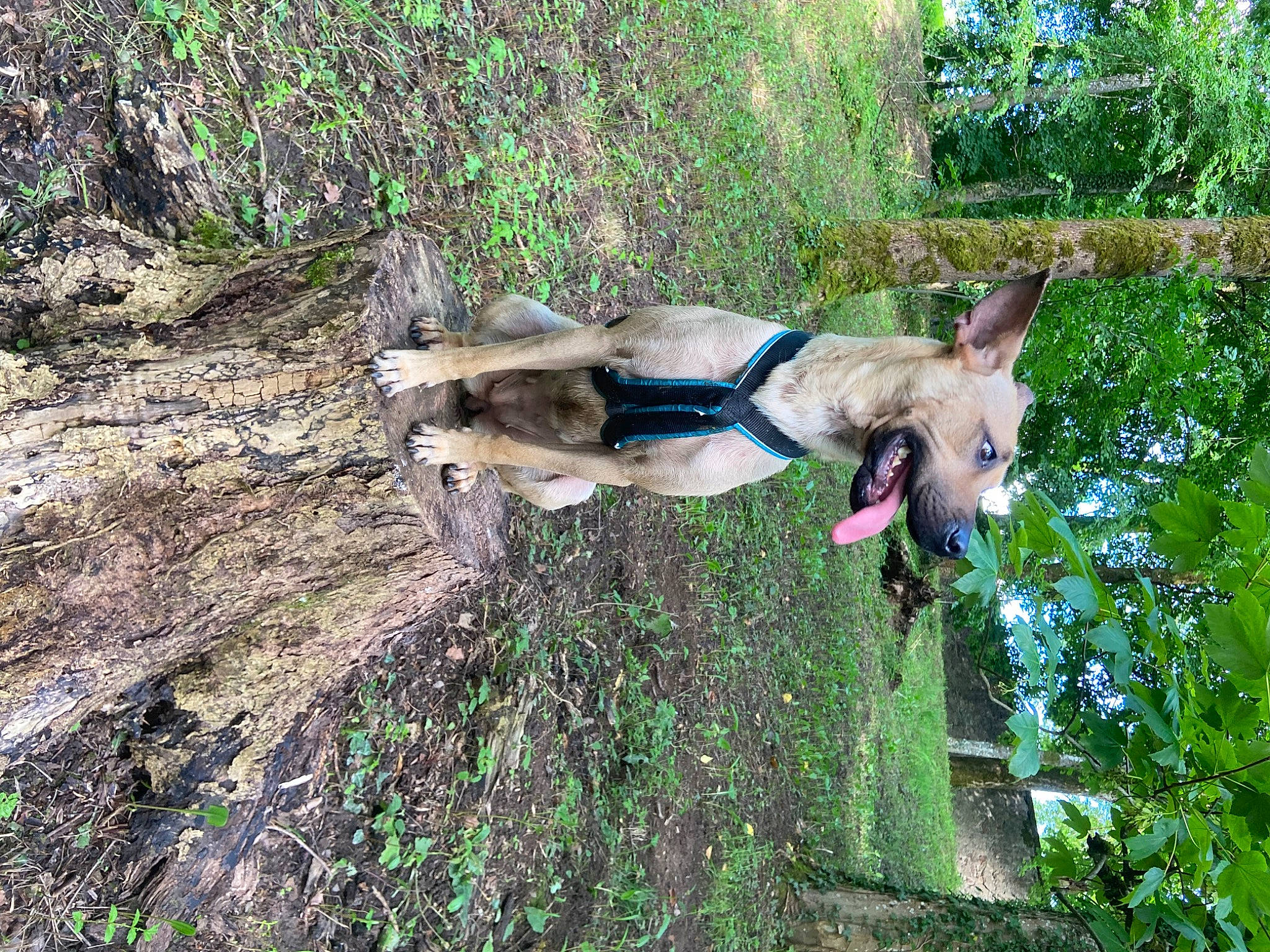 Yuki participe au concours pour gagner de l'argent avec cette photo : adventure, canis, carnivore, collar, companion_dog, dog, dog_breed, dog_supply, fawn, grass, pack_animal, pet_supply, plant, soil, sporting_group, tail, tree, trunk, wood, working_animal