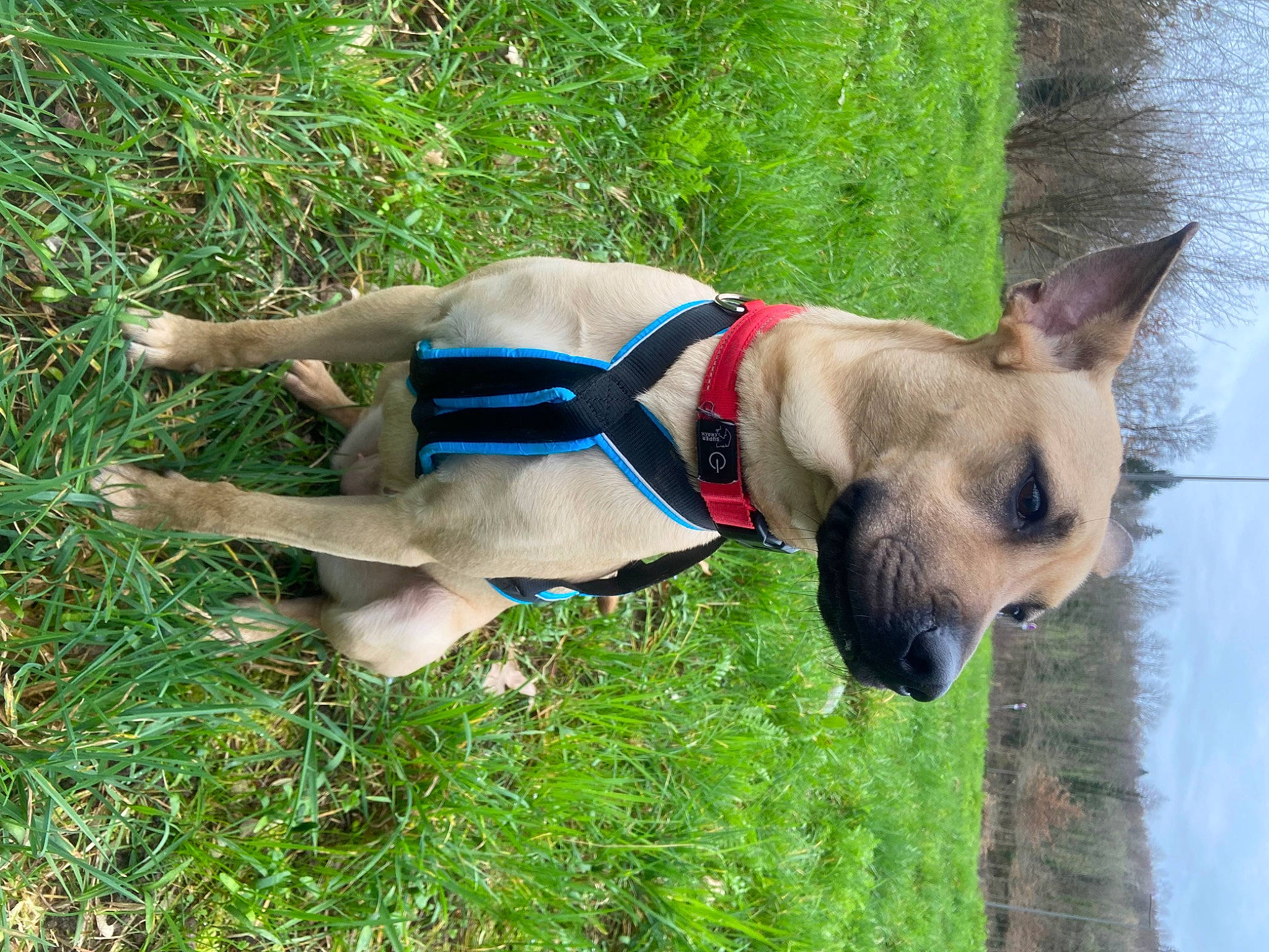 Yuki a rejoint le concours — aidez-le/la à gagner de superbes lots ! canidae, carnivore, collar, companion_dog, dog, dog_breed, dog_clothes, dog_collar, dog_supply, fawn, grass, leash, pack_animal, pet_supply, plant, snout, sporting_group, tail, tree, working_animal