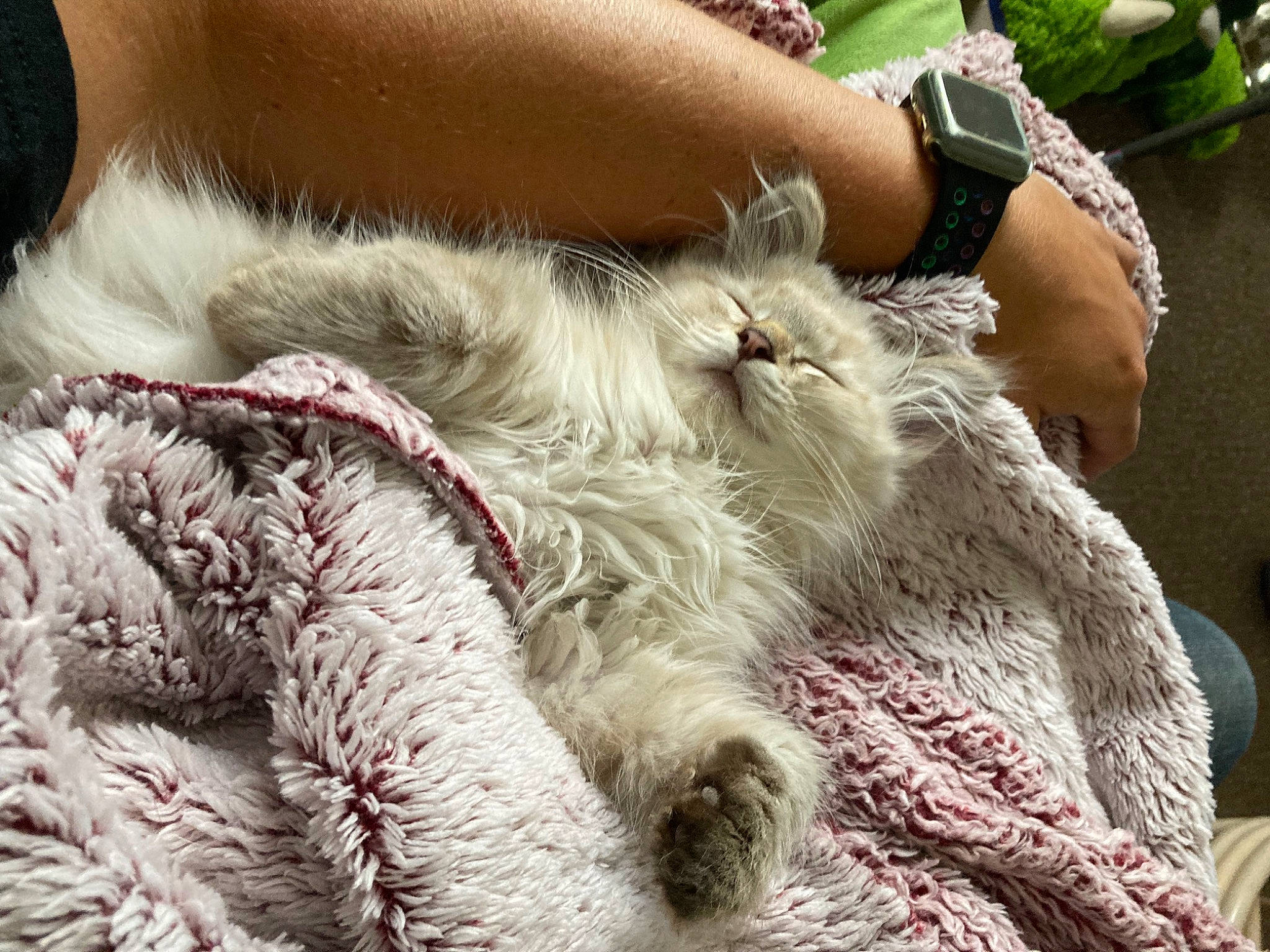 Frumpkin is registered to the contest to win money with this photo: bracelet, carnivore, fashion_accessory, fawn, felidae, fur, fur_clothing, gesture, grass, hand, human_leg, linens, magenta, nail, pattern, small_to_medium_sized_cats, watch, whiskers, wool, wrist