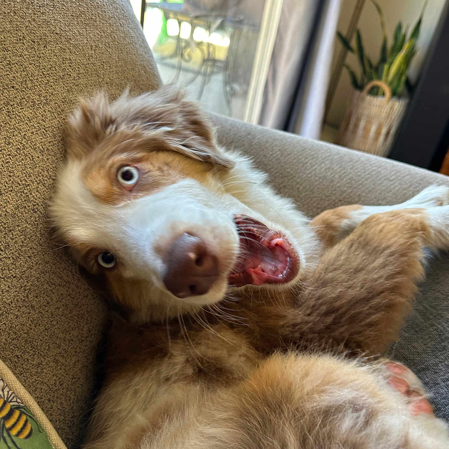 Obi joined the competition — help win amazing prizes! animal, architecture, armchair, ball, building, canine, chair, couch, cushion, dog, furniture, homedecor, hound, husky, indoors, livingroom, pet, plant, puppy, room