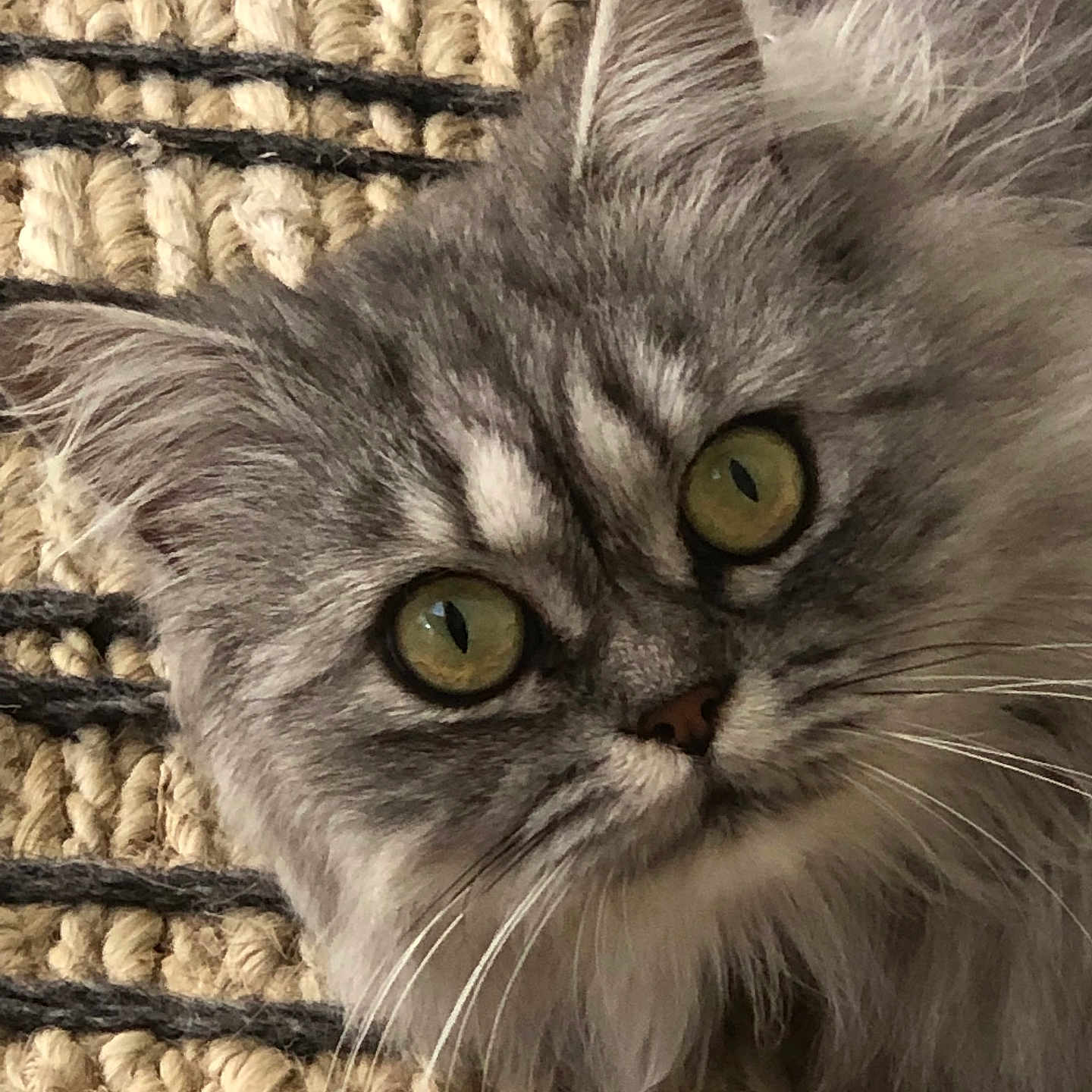Maya a rejoint le concours — aidez-le/la à gagner de superbes lots ! animal, cat, close_up, cozy, curious, face, feline, fluffy, gray, indoor, lying_down, pet, portrait, rug, soft, striped, texture, whiskers, woven, yellow_eyes