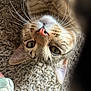 animal, brown, carpet, cat, close_up, curious, cute, ears, eyes, feline, fur, indoor, pet, pink_nose, playful, soft, tabby, texture, upside_down, whiskers